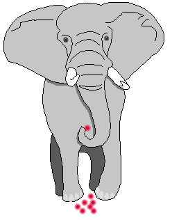 An elephant
